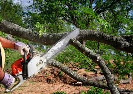 Best Tree and Shrub Care  in Deer Park, TX