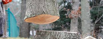 Best Tree Trimming and Pruning  in Deer Park, TX