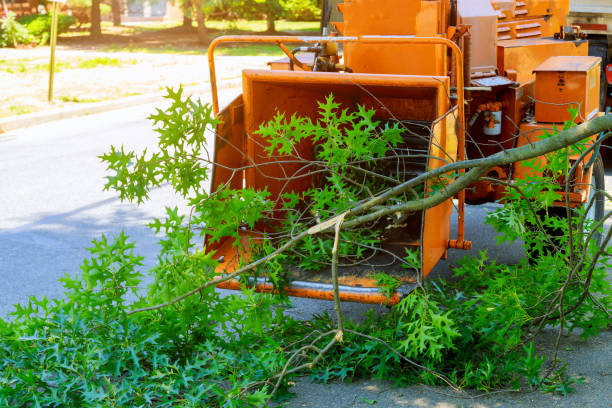 Best Hazardous Tree Removal  in Deer Park, TX