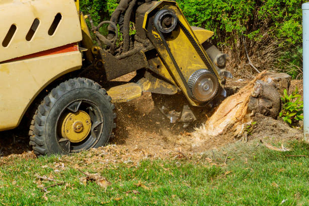 Best Grass Overseeding  in Deer Park, TX