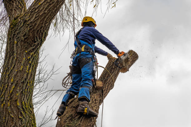 Best Tree Removal  in Deer Park, TX