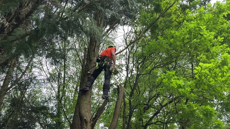 Best Seasonal Cleanup (Spring/Fall)  in Deer Park, TX
