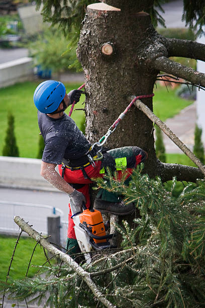 Best Pest Control for Lawns  in Deer Park, TX