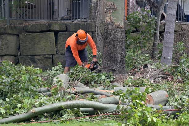 Trusted Deer Park, TX Tree Services Experts