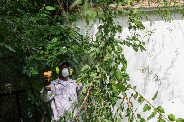 Best Arborist Consultation Services  in Deer Park, TX