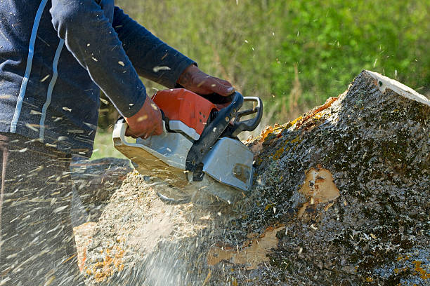 Best Artificial Turf Installation  in Deer Park, TX