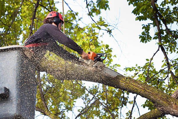 Best Tree Disease Treatment  in Deer Park, TX