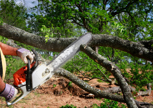 Best Stump Grinding and Removal  in Deer Park, TX