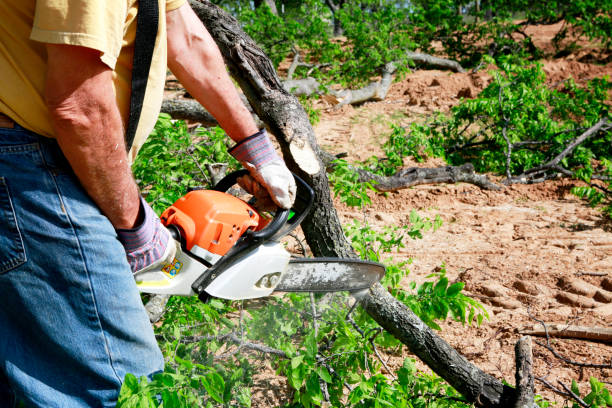 How Our Tree Care Process Works  in  Deer Park, TX